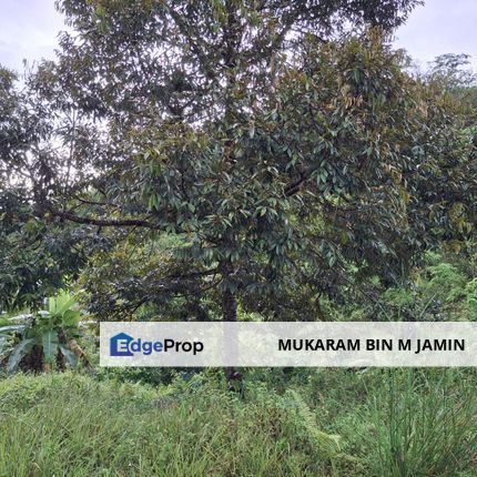 Sega Raub  4.9ekar Tanah Pertanian Geran 1 nama, Pahang, Sega