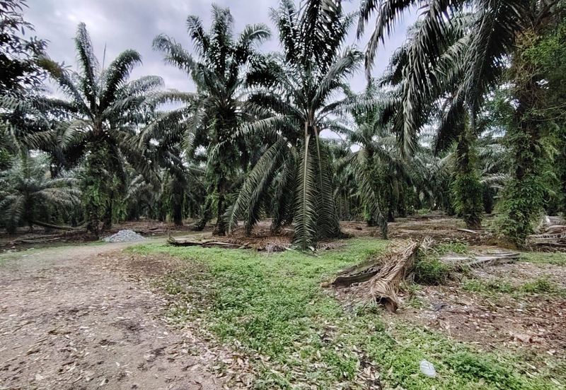 Pekan Nanas 🚩32哩🚩Pontian🚩准屋业地 / Zoning Residential Land / 15 Acres Land / Facing main road 