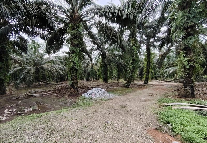 Pekan Nanas 🚩32哩🚩Pontian🚩准屋业地 / Zoning Residential Land / 15 Acres Land / Facing main road 