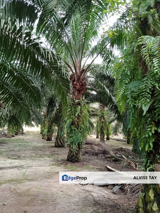  靠近Ayer Hitam Toll 油棕吧出售 / Kluang Agricultural Land /  Near Ayer Hitam Toll., Johor, Kluang