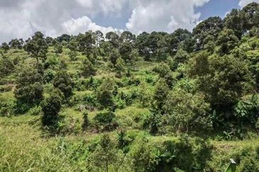 RAUB - TRAS. Durian Land @ Pahang / Total 10 Ekar / 大概380 - 400棵榴莲树