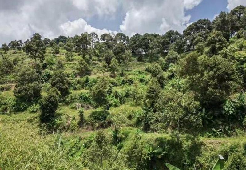 RAUB - TRAS. Durian Land @ Pahang / Total 10 Ekar / 大概380 - 400棵榴莲树