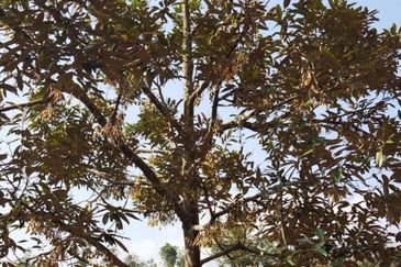 RAUB - TRAS. Durian Land @ Pahang / Total 10 Ekar / 大概380 - 400棵榴莲树