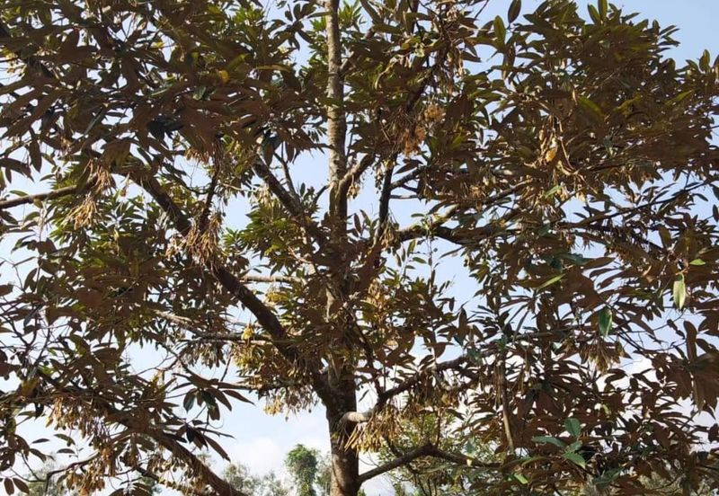 RAUB - TRAS. Durian Land @ Pahang / Total 10 Ekar / 大概380 - 400棵榴莲树