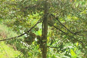 RAUB - TRAS. Durian Land @ Pahang / Total 10 Ekar / 大概380 - 400棵榴莲树