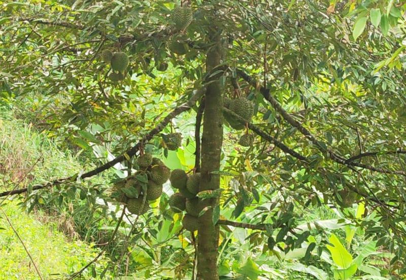 RAUB - TRAS. Durian Land @ Pahang / Total 10 Ekar / 大概380 - 400棵榴莲树