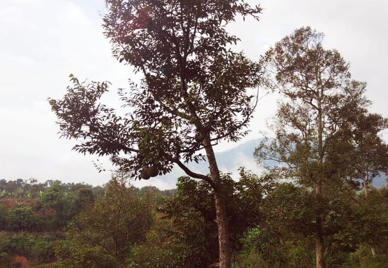 RAUB - TRAS. Durian Land @ Pahang / Total 10 Ekar / 大概380 - 400棵榴莲树