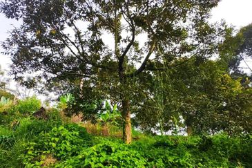 RAUB - TRAS. Durian Land @ Pahang / Total 10 Ekar / 大概380 - 400棵榴莲树