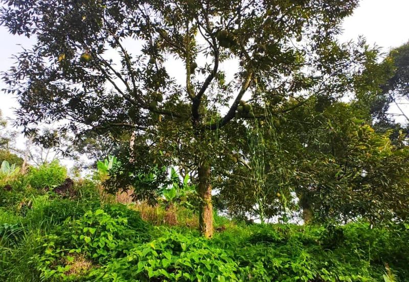 RAUB - TRAS. Durian Land @ Pahang / Total 10 Ekar / 大概380 - 400棵榴莲树