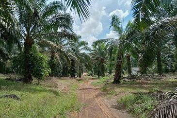 Kluang Agricultural Land / Ayer Hitam  / 20年+-油棕樹！