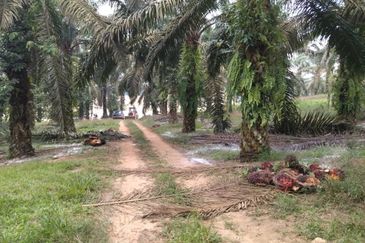 Kluang Agricultural Land / Ayer Hitam  / 20年+-油棕樹！