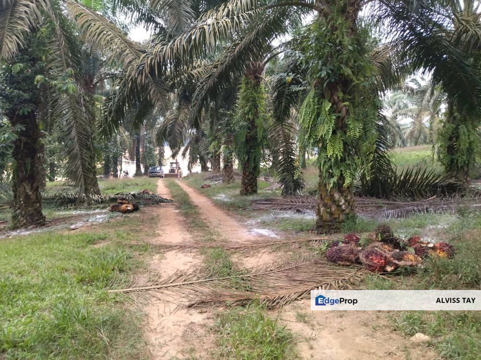 Kluang Agricultural Land / Ayer Hitam  / 20年+-油棕樹！, Johor, Ayer Hitam