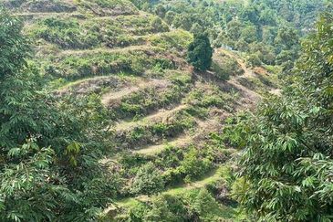Agriculture land for sales at Karak, Bentong, Pahang