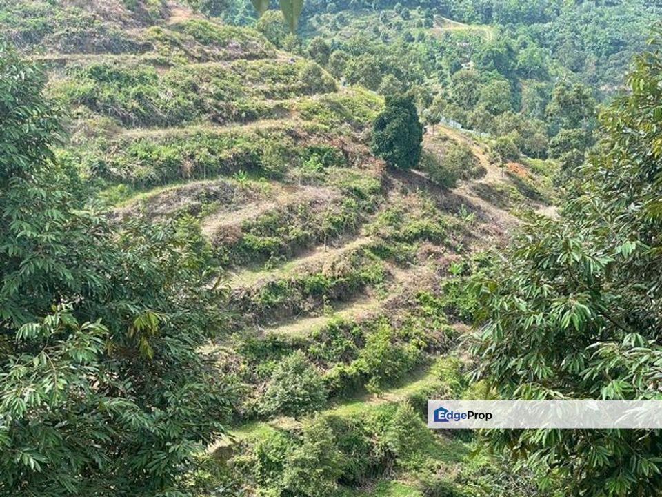 Agriculture land for sales at Karak, Bentong, Pahang, Pahang, Karak