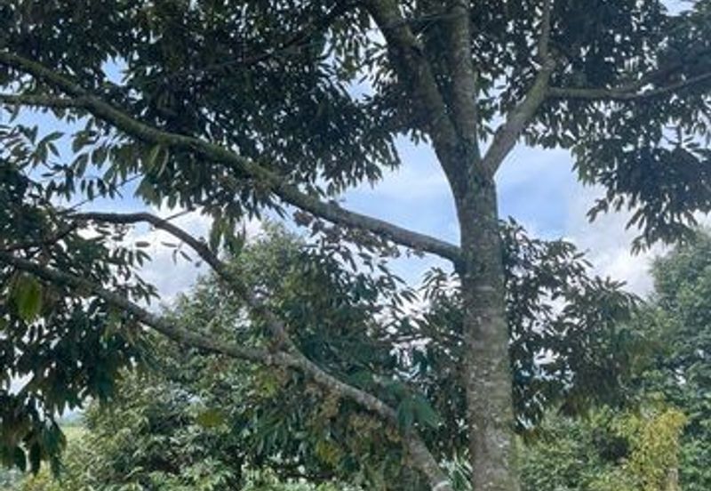 Agriculture land for sales at Karak, Bentong, Pahang