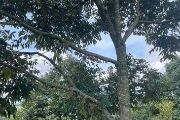 Agriculture land for sales at Karak, Bentong, Pahang