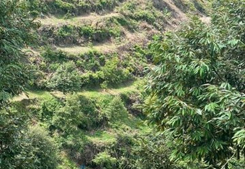 Agriculture land for sales at Karak, Bentong, Pahang