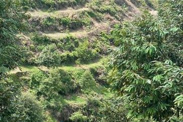 Agriculture land for sales at Karak, Bentong, Pahang