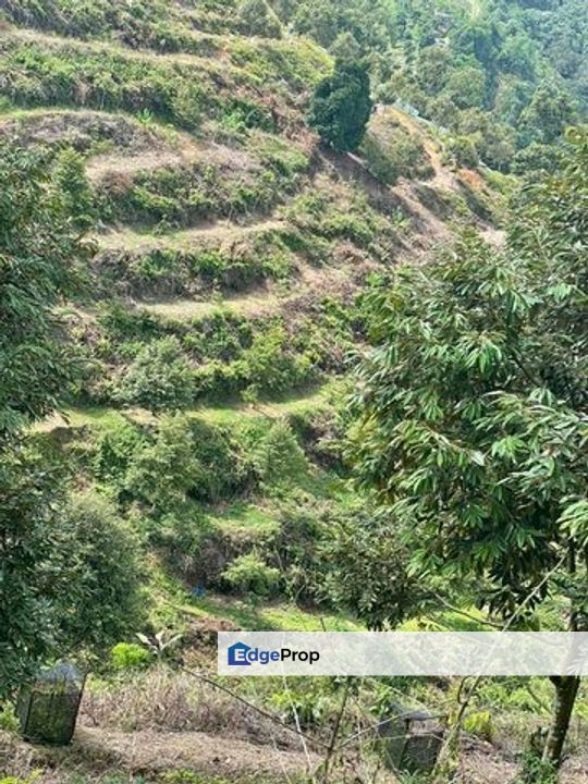 Agriculture land for sales at Karak, Bentong, Pahang, Pahang, Karak