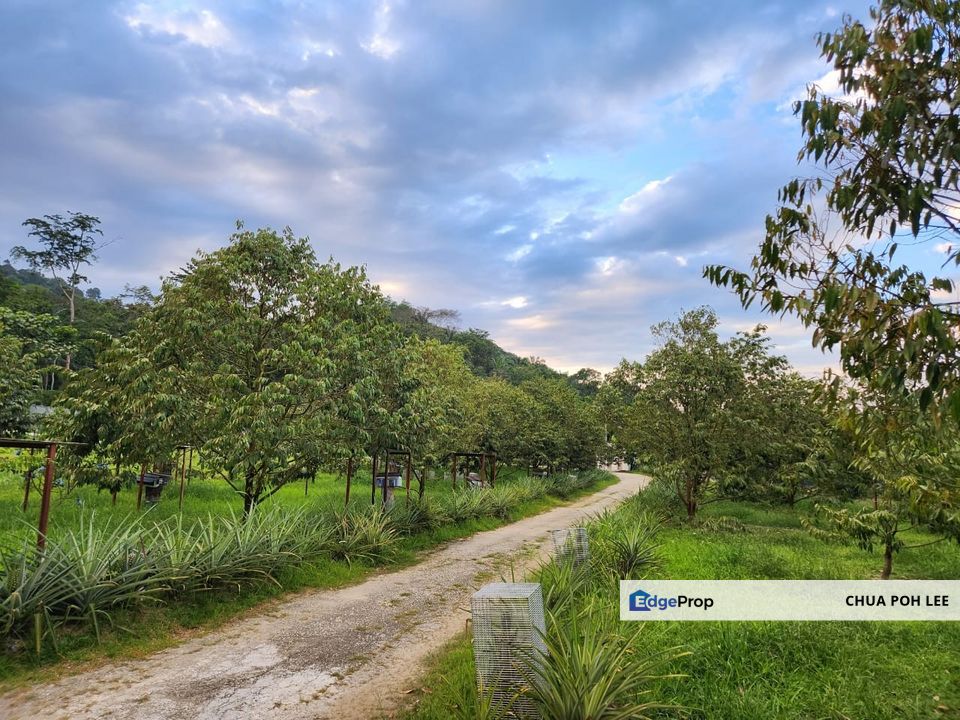 Agriculture Land for Sales, Selangor, Batang Kali