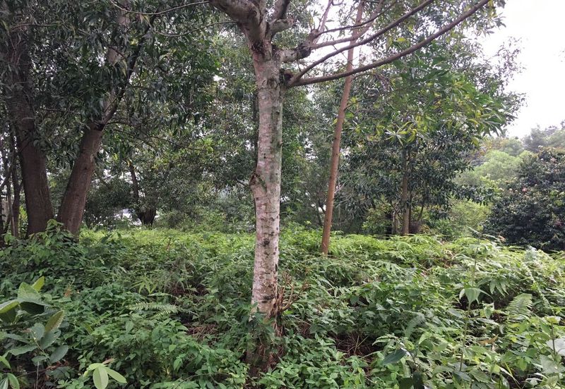 Country Heights Damansara Bungalow Land for Sale