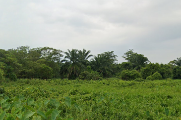Kampung Bukit Lanchong