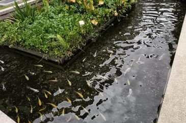 Seksyen 7, Shah Alam