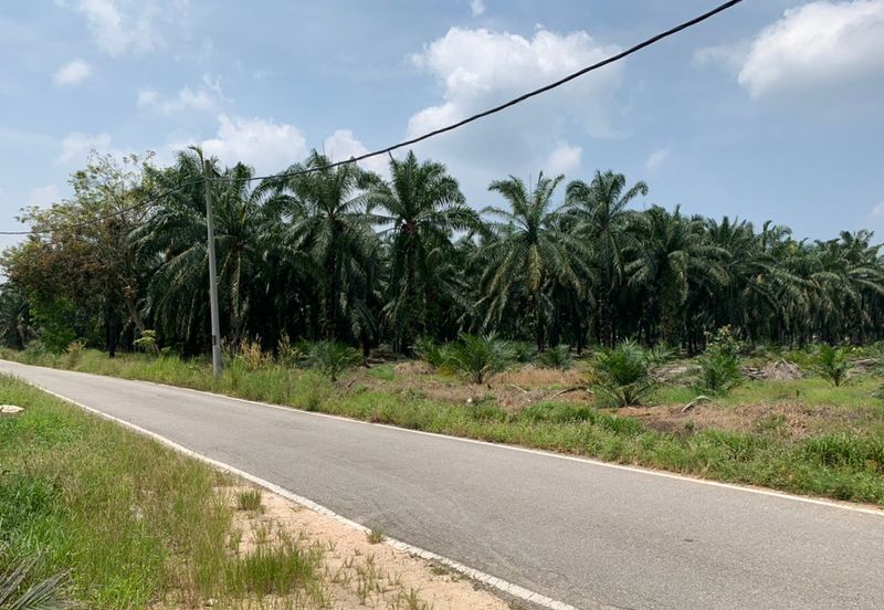 PEKAN SIMPANG TIGA IJOK