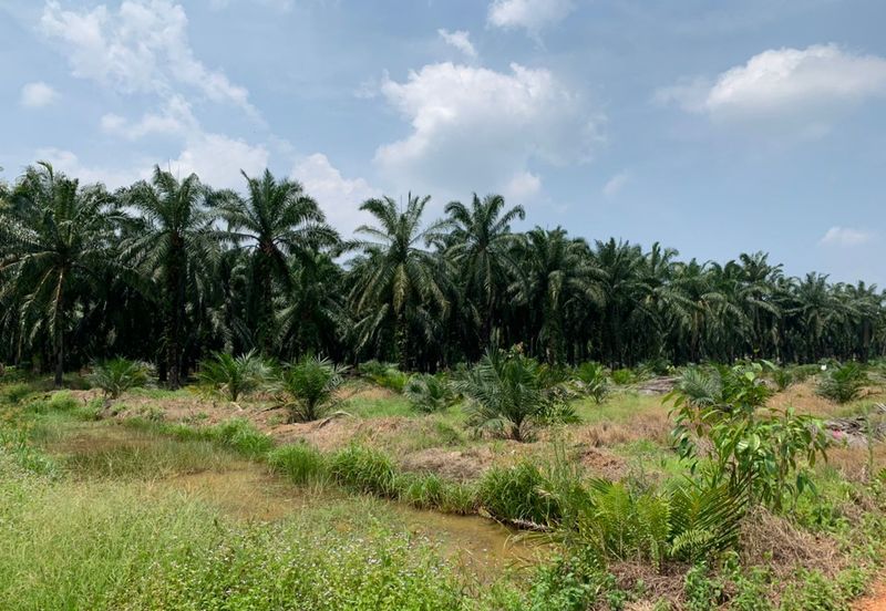 PEKAN SIMPANG TIGA IJOK