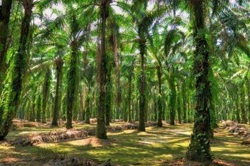 Kampung Baru Sungai Buloh