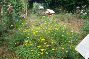 JALAN BENTONG - TRAS