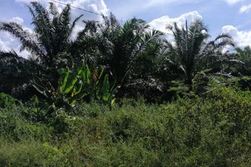 Durian Orchard Land