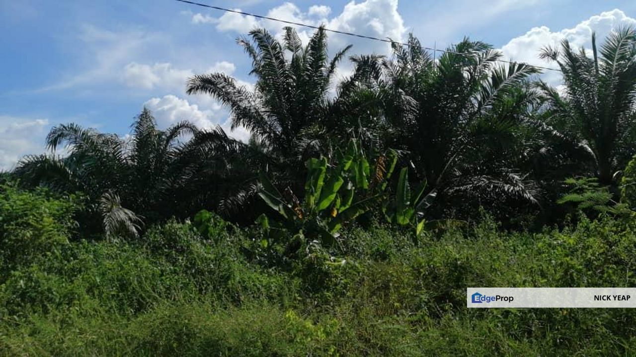 Durian Orchard Land, Pahang, Karak