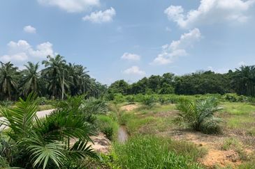 Mentakab Agricultural Land
