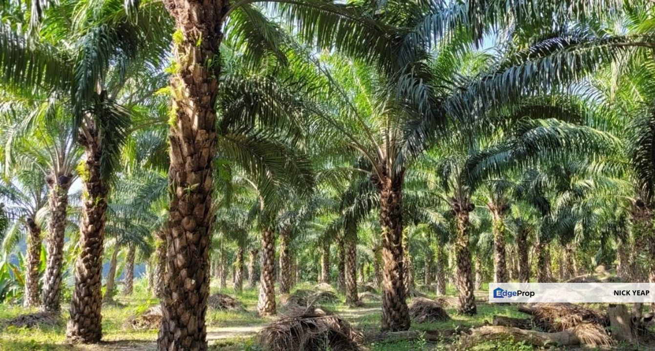 Klang Kapar Residential Land, Selangor, Kapar 