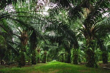 Taman Perepat Permai, Kapar