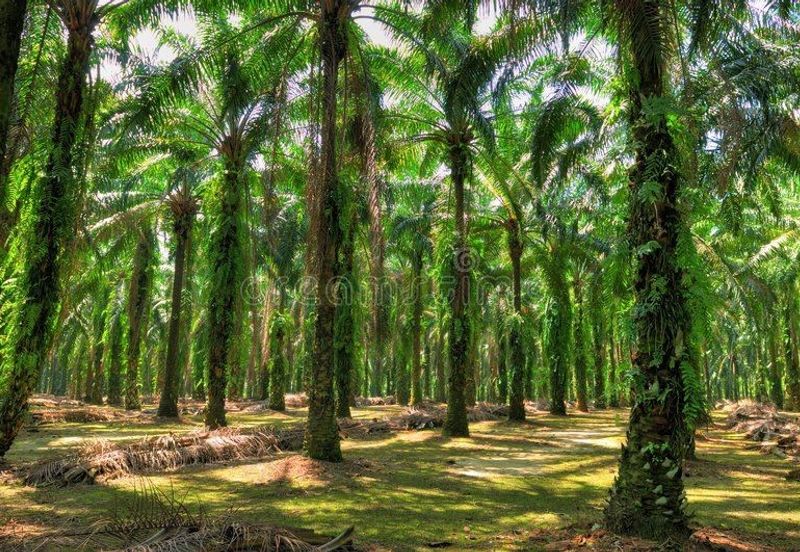Pahang Maran Agricultural Land