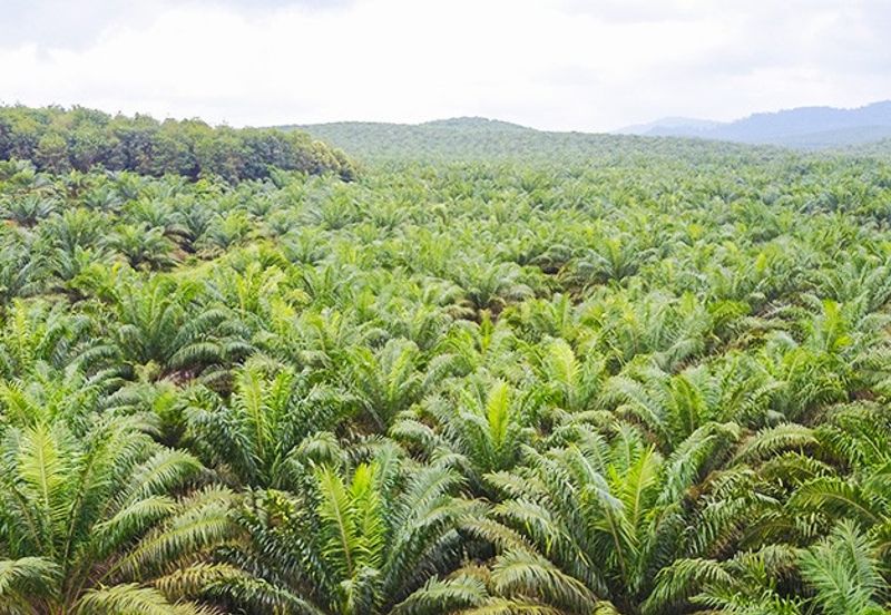 Pahang Maran Agricultural Land