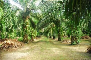 Kawasan Perusahaan Telok Mengkuang