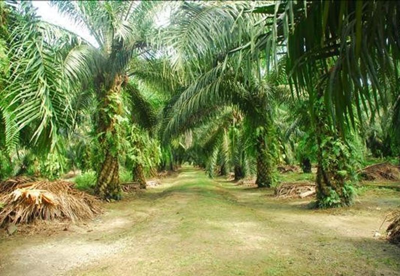 Kawasan Perusahaan Telok Mengkuang
