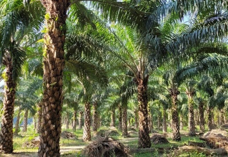 Kawasan Perusahaan Telok Mengkuang