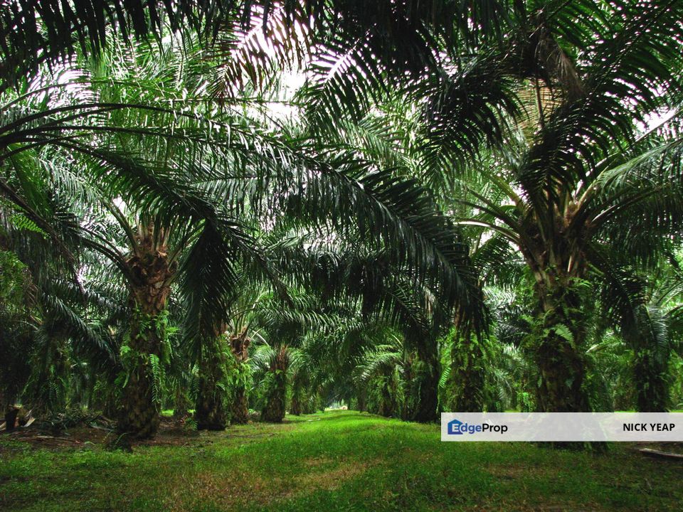 Banting Kuala Langat Morib Agriculture Land, Selangor, Banting