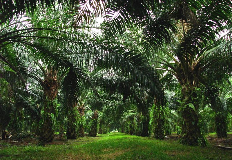 Banting Kuala Langat Morib Agriculture Land