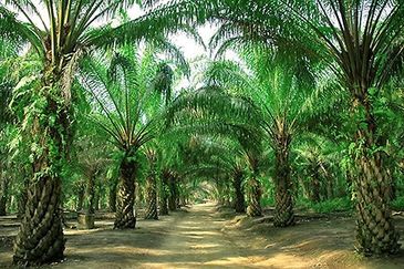 Banting Kuala Langat Morib Agriculture Land