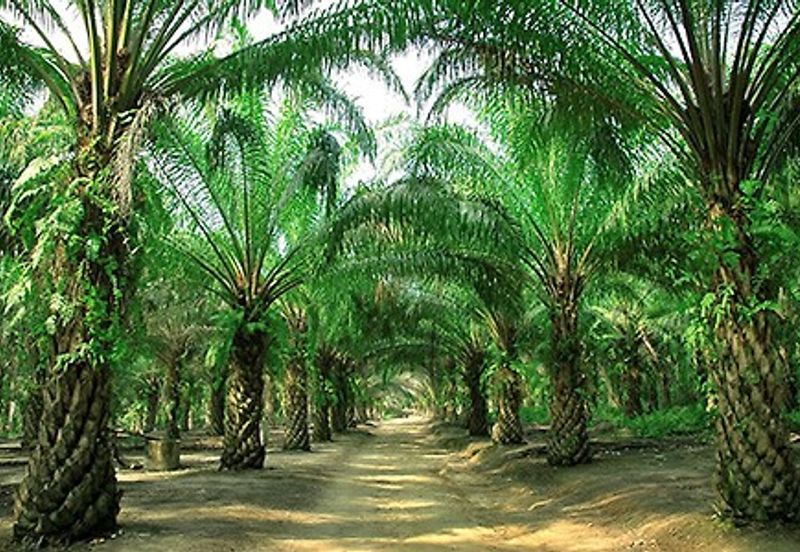 Banting Kuala Langat Morib Agriculture Land