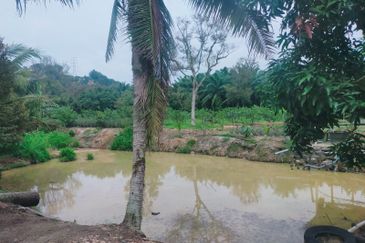 Mantin Orchard and Oil Palm Land for Sale