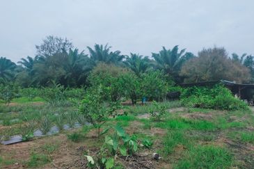 Mantin Orchard and Oil Palm Land for Sale