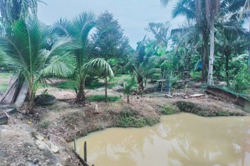 Mantin Orchard and Oil Palm Land for Sale