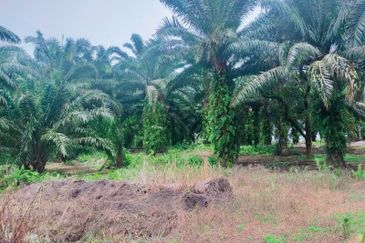 Mantin Orchard and Oil Palm Land for Sale