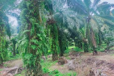 Mantin Orchard and Oil Palm Land for Sale